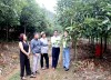 Để rừng thực sự là “vàng”