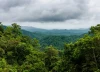 Cục Lâm nghiệp khuyến nghị 'nóng' về kinh doanh tín chỉ carbon rừng