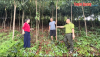 Nâng tầm giá trị rừng trồng Tuyên Quang