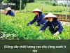 Giống cây chất lượng cao cho rừng xanh rì rào
