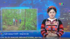Đồng Tâm tập trung phát triển kinh tế từ rừng