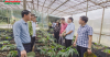 Ngỡ ngàng với hàng vạn cây sâm Ngọc Linh dưới tán rừng Tuyên Quang