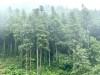 Rừng sản xuất tạo động lực mới cho tăng trưởng kinh tế lâm nghiệp
