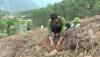 Kinh tế rừng đòn bẩy giảm nghèo ở Tân Thanh