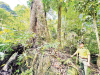 “Đánh thức” những tán rừng cổ thụ