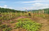 Chung tay ngăn chặn các hành vi săn bắt, bẫy chim hoang dã,  chim di cư, bảo vệ đa dạng sinh học tại xã Yên Thành