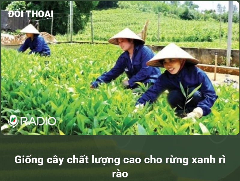 Giống cây chất lượng cao cho rừng xanh rì rào