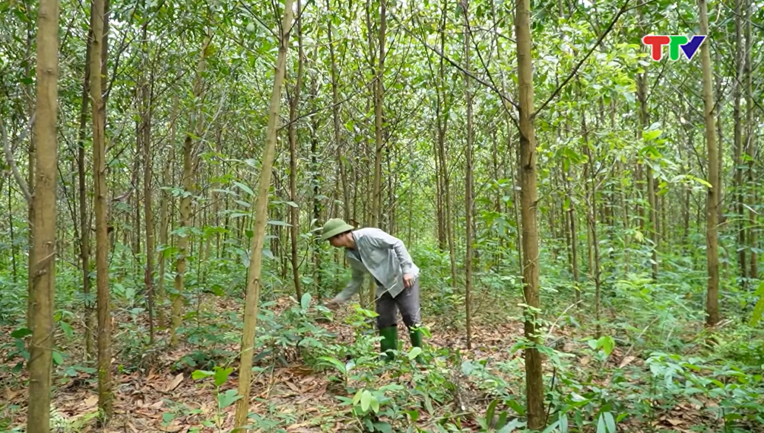 Nâng cao thu nhập từ rừng sản xuất
