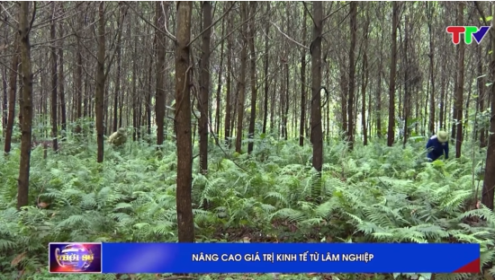 Nâng cao giá trị kinh tế từ lâm nghiệp