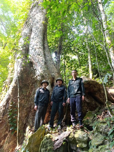 hlb6