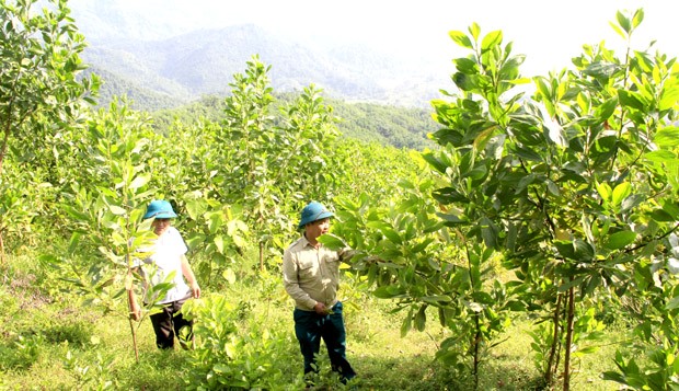 Ảnh Kỷ Yếu 50 Năm
